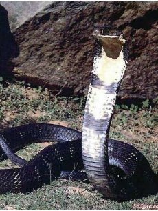 资讯《针刺与毒牙:眼镜蛇,黑寡妇毒蛛与剧毒水