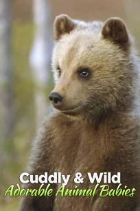 可爱的动物宝宝