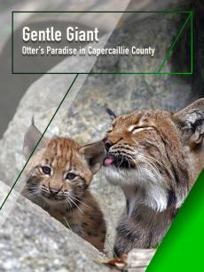 温柔的巨人——水獭的天堂卡佩卡利县