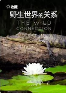 野生世界的关系
