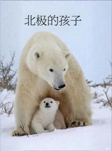 北极的孩子