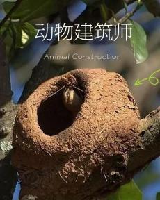 动物建筑师