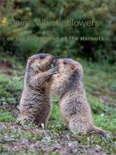 高山告密者——土拨鼠的游乐场