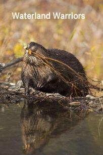 水陆勇士 海狸队回来了
