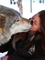 美国女子与野狼“接吻”