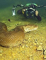 蟒蛇迷近距离拍摄巨型水蟒