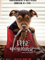 一条狗的回家路