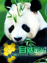 大猫短剧，高清免费观看的全新体验，大猫短剧，高清免费观看的全新体验之旅
