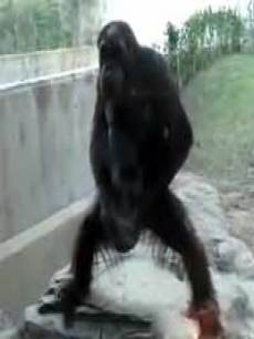 实拍:大猩猩动物园当众打飞机
