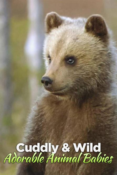 可爱的动物宝宝