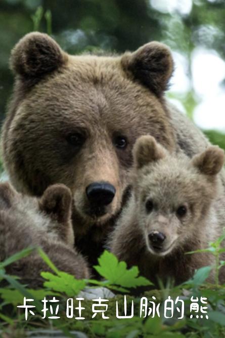 卡拉旺克山脉的熊