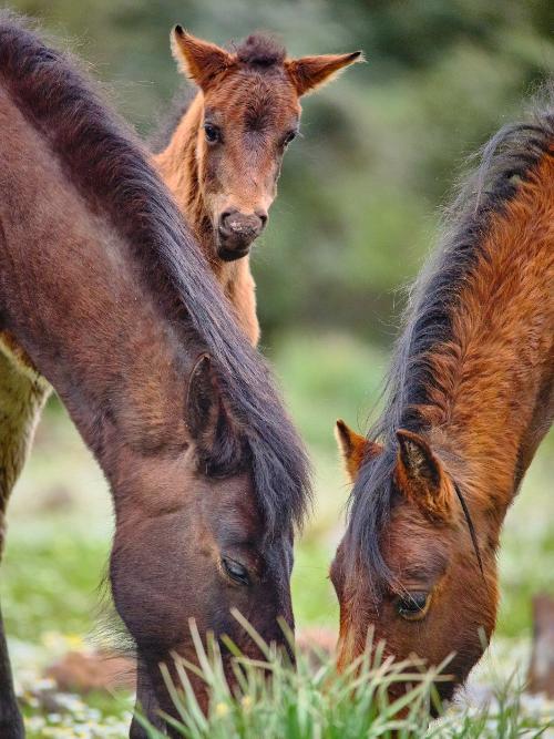 暴风雨中的马——撒丁岛的岩石避难所