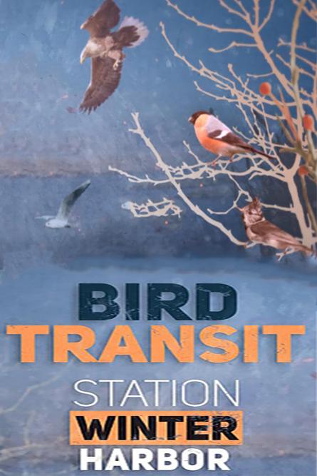 鸟类过境——“冬季港”