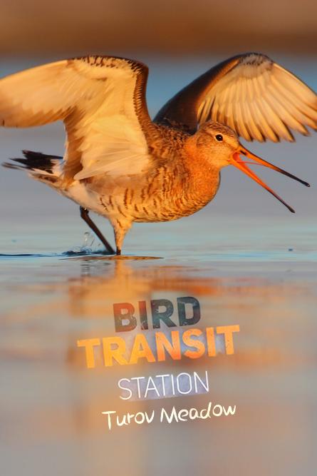 鸟类过境——“图罗夫草甸”