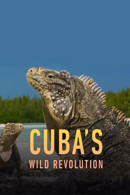 古巴的狂野革命