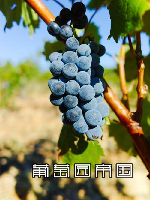 葡萄园帝国