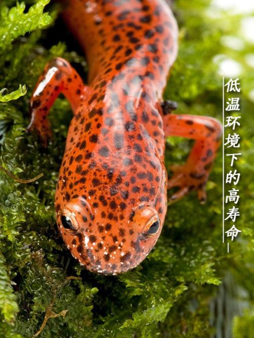 低温下的顽强生命