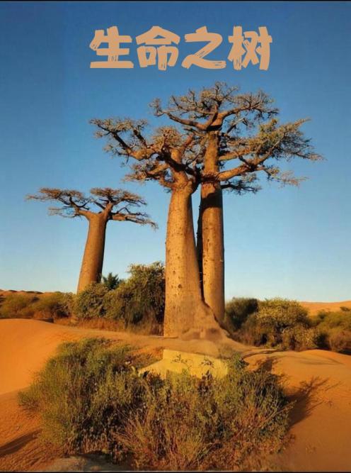 生命之树