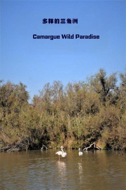 多样的三角洲