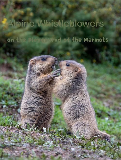 土拨鼠的游乐场