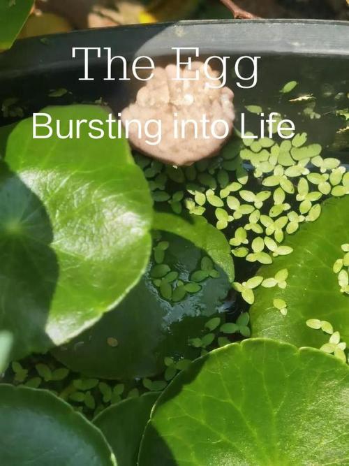卵—破土而出