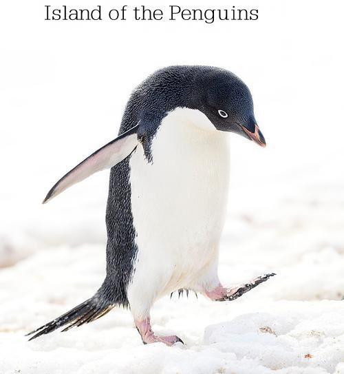 企鹅之岛
