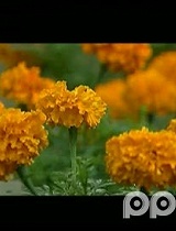 战斗民族虐菊花 萌妹高歌开口跪