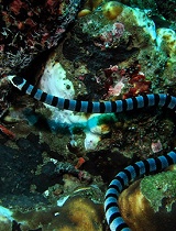 澳洲海岸惊现灭绝蛇类