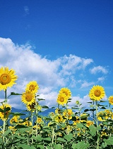 迷人的欧洲之行