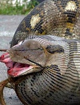 亚马逊巨蟒腹中剖出水豚