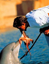 外国男子终日与海豚为伴