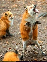 在日本狐狸村与狐狸接触