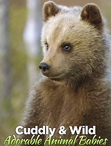 可爱的动物宝宝