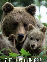 卡拉旺克山脉的熊