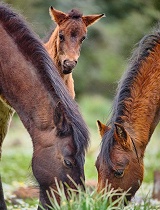 暴风雨中的马——撒丁岛的岩石避难所