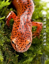 低温下的顽强生命