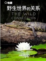 野生世界的关系