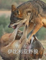 伊比利亚野狼