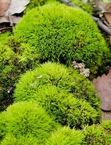 超级苔藓