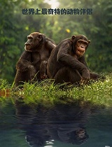 世界上最奇特的动物伴侣(第02集)：我孩子的猎豹兄弟