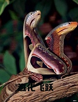 进化飞跃(第03集)