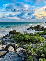 狂野加勒比 生活节奏