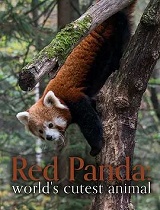 小熊猫——世界上最可爱的动物