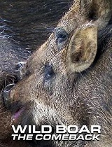 野猪—卷土重来