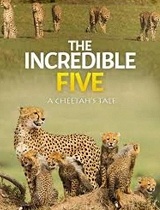 不可思议的五人组-猎豹的故事