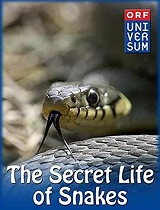 蛇的秘密生活