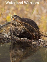 水陆勇士 海狸队回来了
